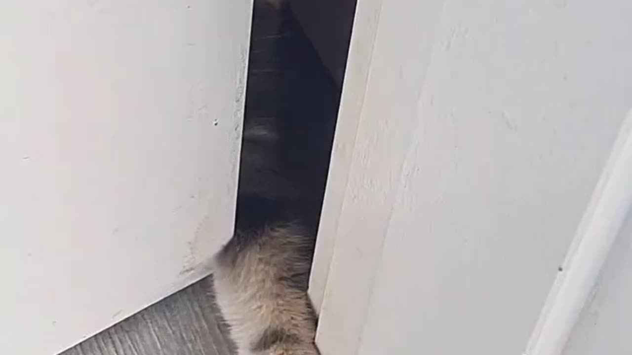 Cats Make It Difficult To Get Inside