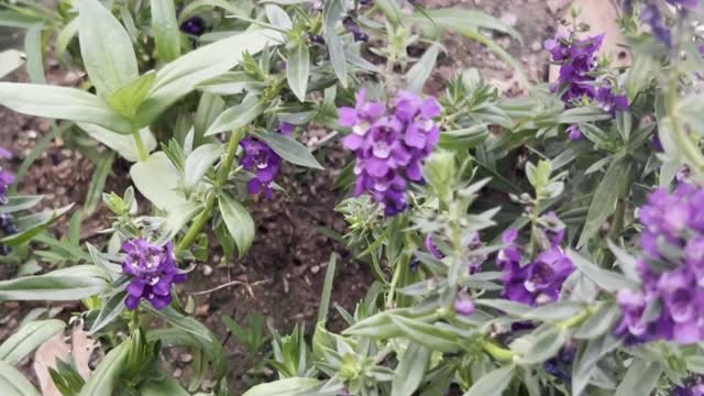 Have a nice weekend looking at the beautiful garden flowers