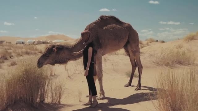 Beautiful camel his nanny embraces