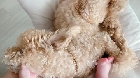 A video of a child touching a puppy.