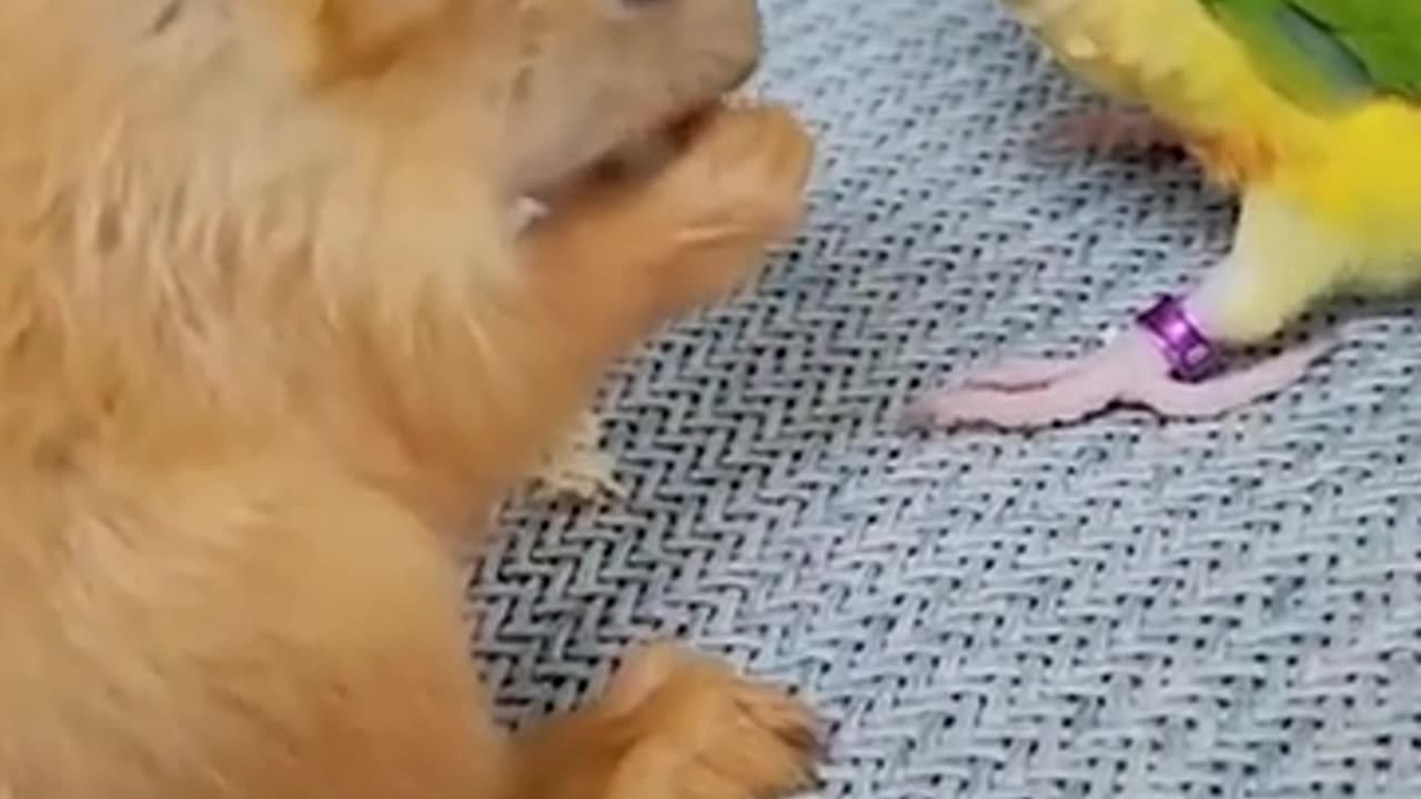 The best funny pet videos!