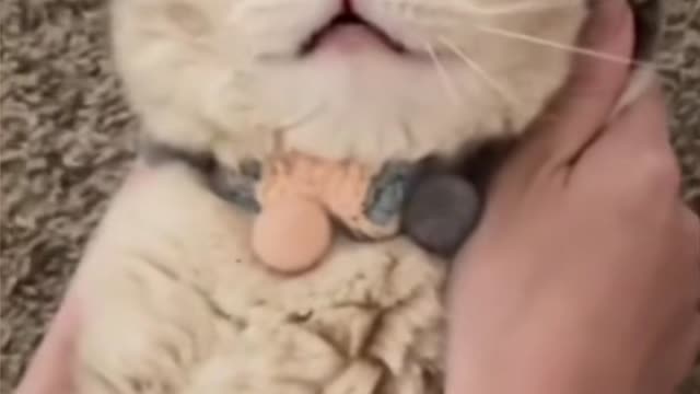 Cute and Funny Cat Videos to Keep You Smiling!