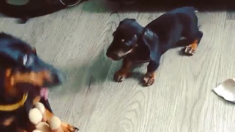 Dachshund Puppy Pins Older Dog