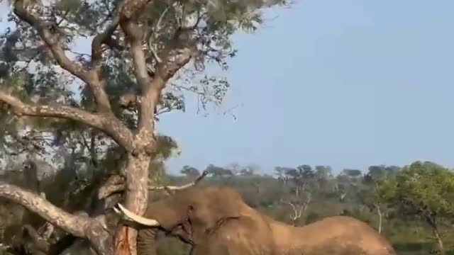 OMG Elephant tree pushing down finally tree broken in Africa wildlife.