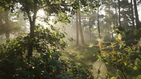 Beautiful forest view from inside