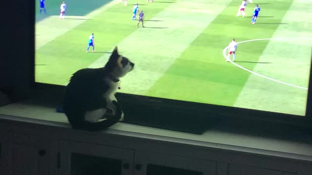 Cat tries to play soccer on TV