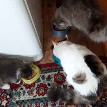 Ужин на троих