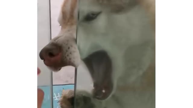 Dog reaction 🤣🤣 | my husky got his nose stuck and I can't tell if it's real or if he he did it for attention 🤣🤣| funny video