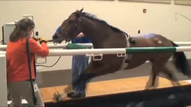 Horse Performing Treadmill Endoscopy at Rood & Riddle