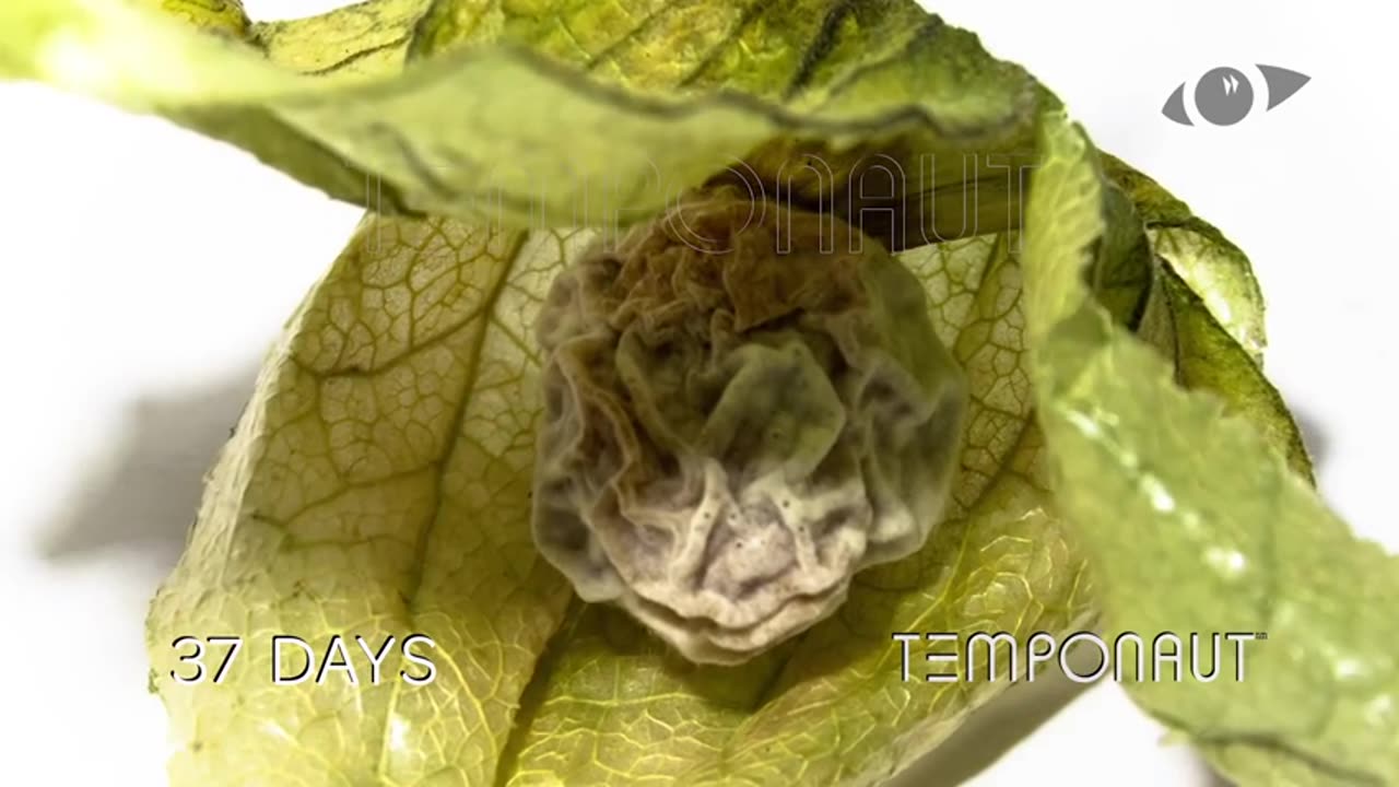 Physalis (Cape Gooseberry) Timelapse