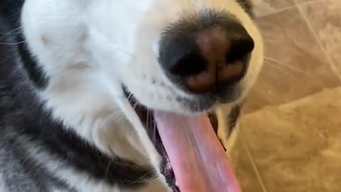 Husky dog try to blame other dog!!!