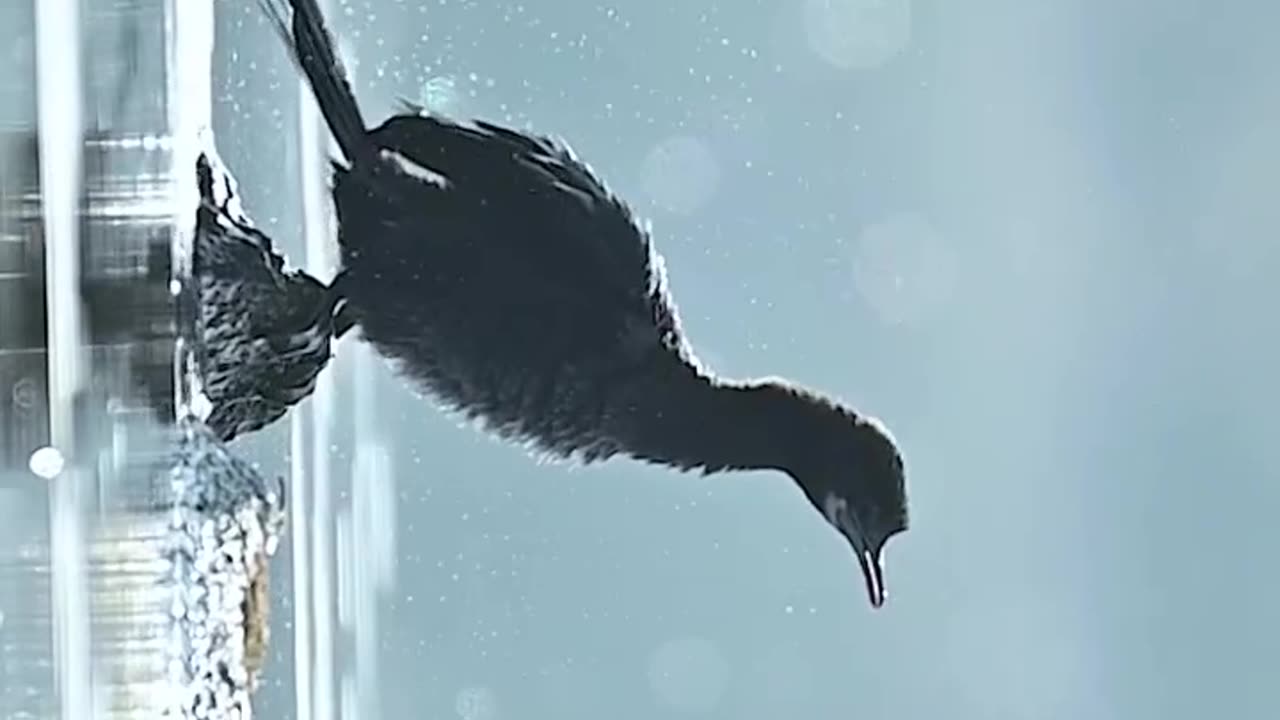 Wildlife and Funs