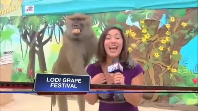 Reporters blooper: Funny animals