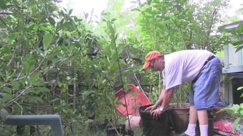 Etrog Growing and Hebrew in Texas