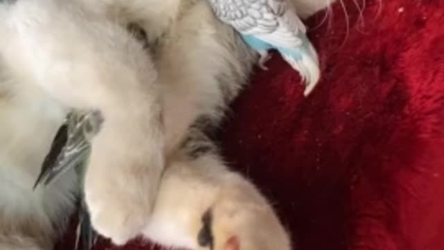 Loving parrots affectionately hug their cat friend