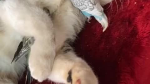 Loving parrots affectionately hug their cat friend