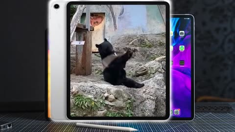 Funny animal 🤣 videos