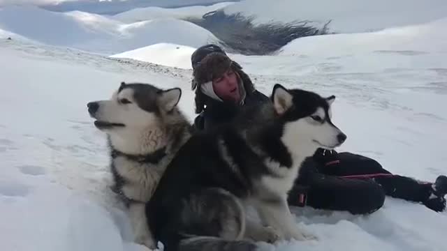 Alaskan malamute in the snow