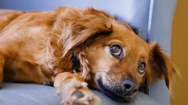 Cute Dog laying on a Couch