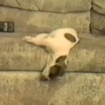 Our pets are interesting and funny