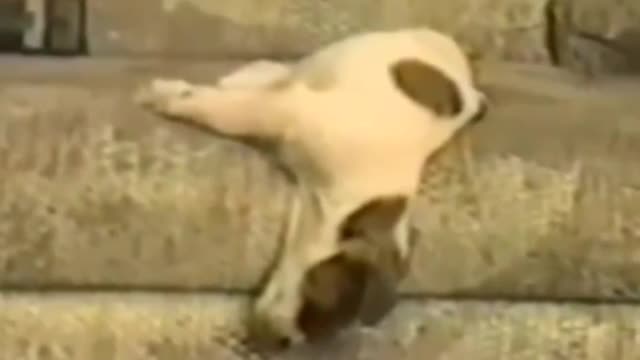 Our pets are interesting and funny