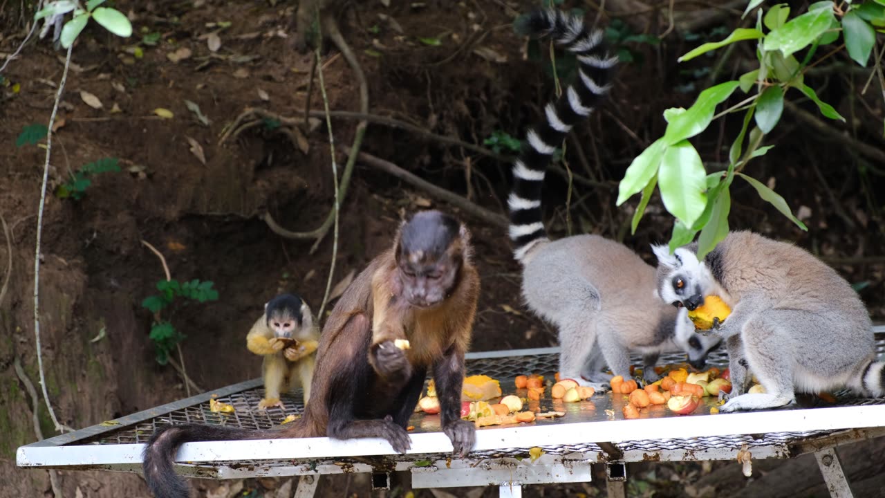 Footage Of The Monkeys Eating Together