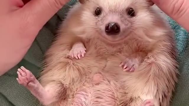 Now I would crumple the ears of a hedgehog, but not this is all.