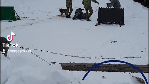 German Shepherd Delays Intruder With Shooting