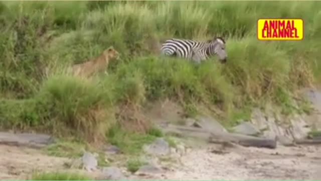 Zebra Vs Lion - WHO WILL WIN?