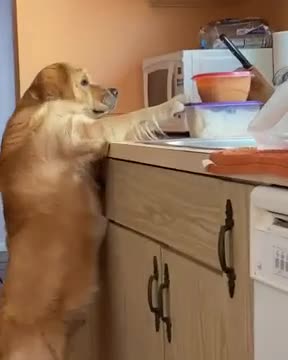 WATCH TIL the END _joy__dog_ - dog- funny- video- creative- jordikoalitic