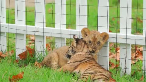 The loving liger