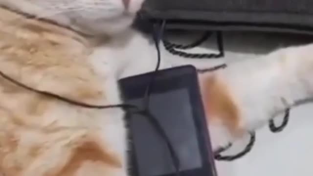 Funniest dogs and cute cats πΆπ± part 04