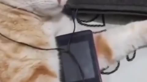 Funniest dogs and cute cats 🐶🐱 part 04