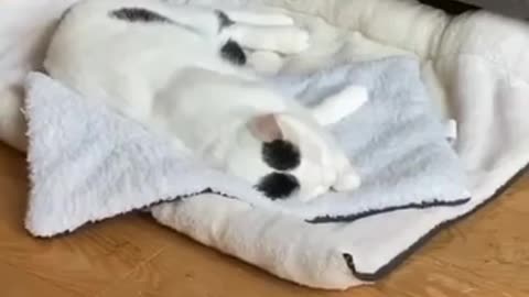 The cat ran in his sleep, fell down and continued to sleep.