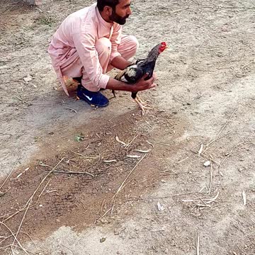 Checkan brunette babe cut#shorts video