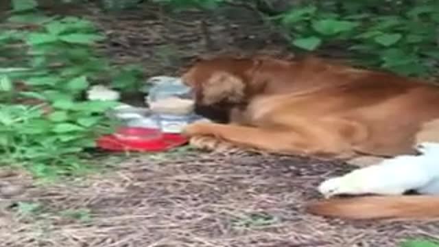 Dog loves his babies