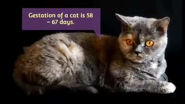 Domestic Cat | Pet Education | Animal Lovers