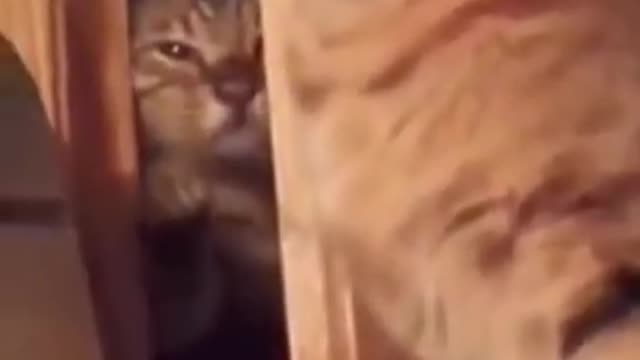 Cat fight to funny videos