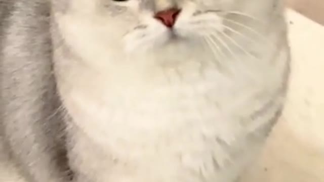 Cute Cat Video 2022 😂 - Cat best funny moments 😺 #06