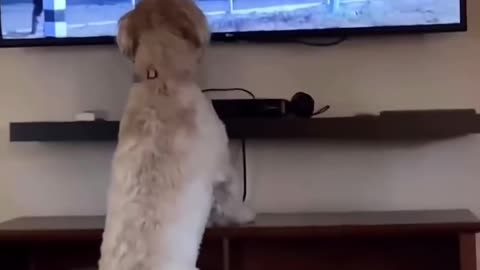 Funny Animal Videos