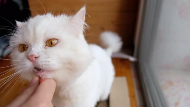 White Persian Cat Licks The