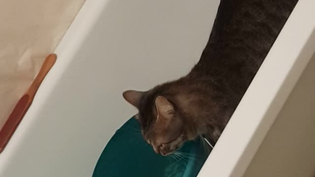 Cat and water