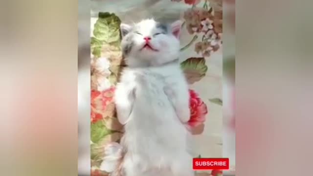 Sleeping activities Cat Short training videos