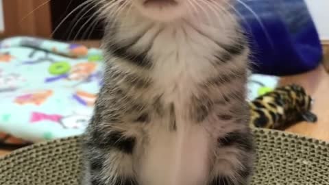 Cat 🐈🐱 chat cat chat