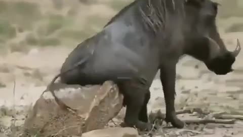 animal mind video