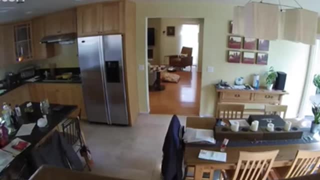 Urso invade casa, mas é expulso por cachorrinhos