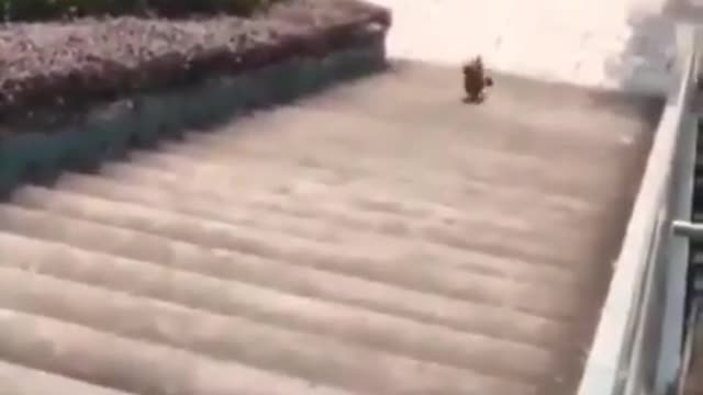Cute and funny dog walking down the stairs on two legs.