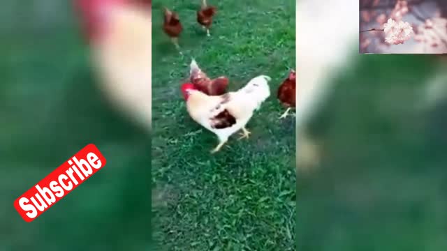 Man vs cock.man vs hen.a beautiful hen.