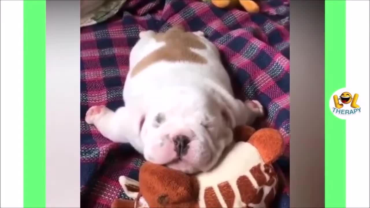 Cutest puppies falling asleep