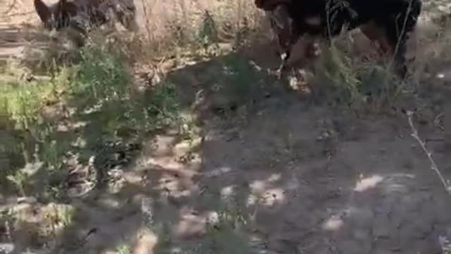 Dogs trying to advance the snake